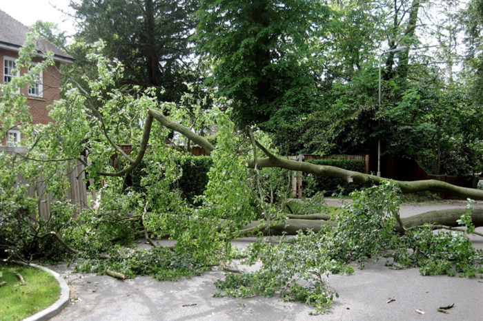 Yard Debris Removal College Station - Chunk This Junk